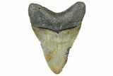 Fossil Megalodon Tooth - North Carolina #364984-1